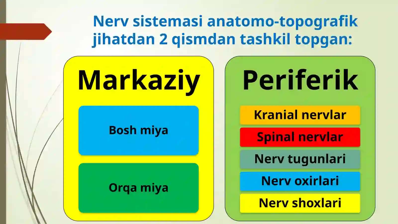 Periferik nerv sistemasi 2