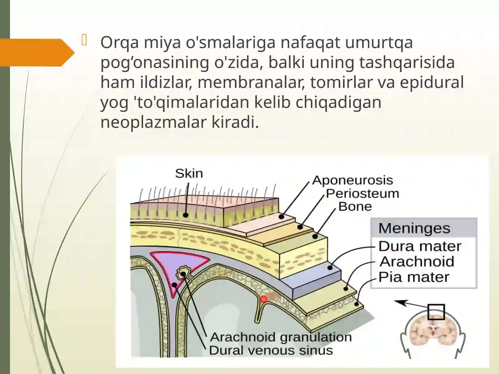 Orqa miya o’smalari 2