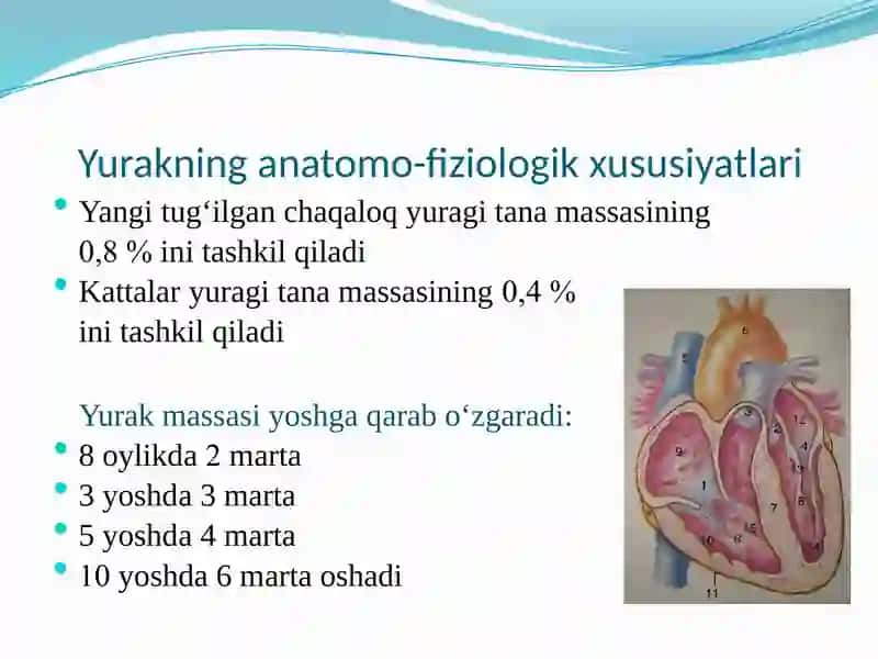 BOLALARDA YURAK-QON TOMIR TIZIMINING ANATOMO-FIZIOLOGIK XUSUSIYATLARI 2