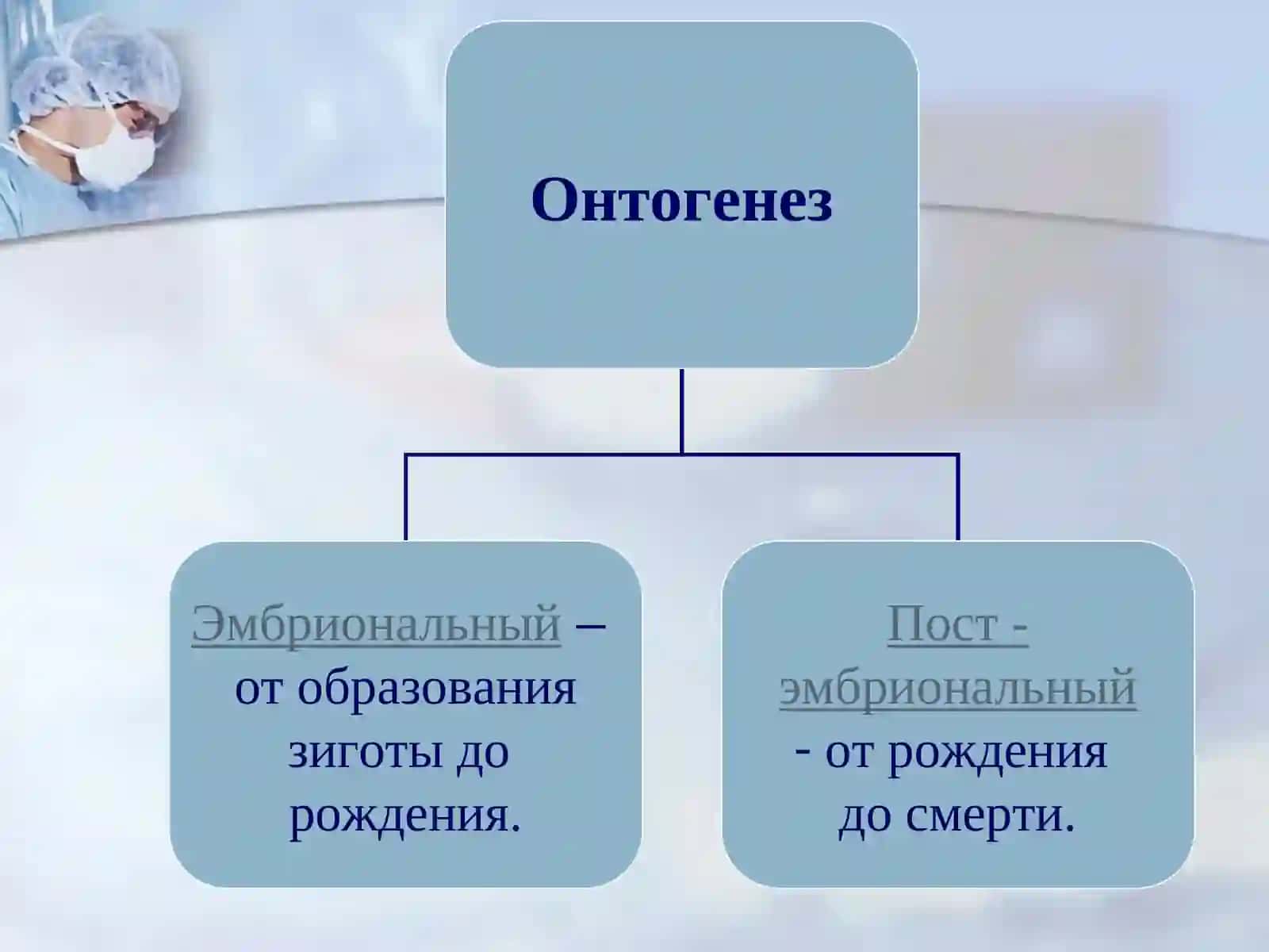 Нейруляция ва ўқ аъзоларининг юзага келиши 2