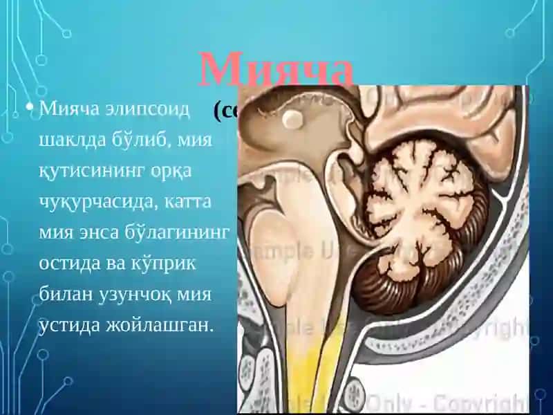Мияча 2
