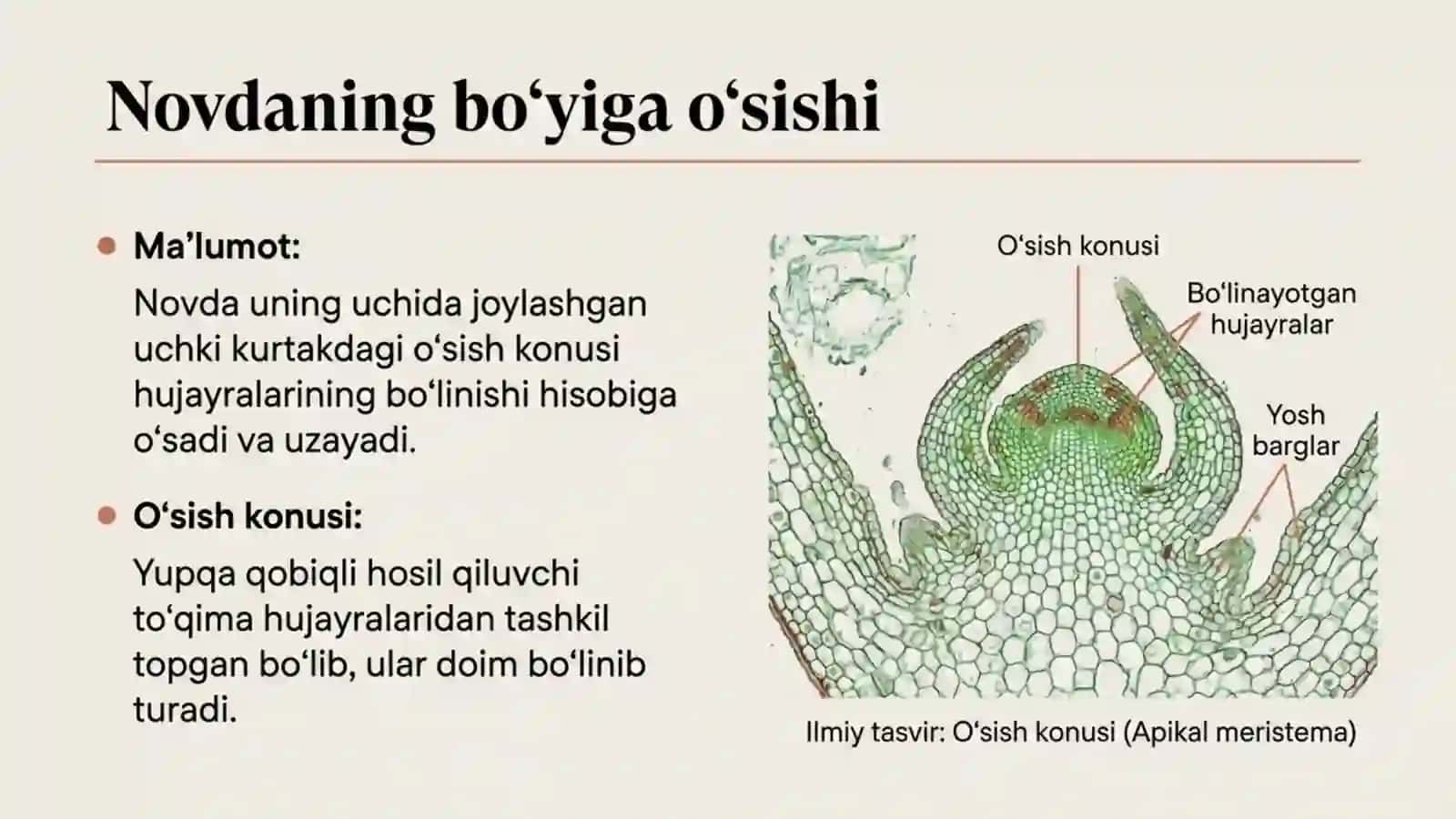 Novda tizimining shakllanishi 2