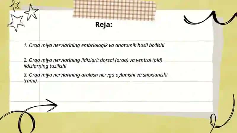 Orqa miya nervlarini hosil boishi. Ko'krak nervlari, Botyin chigali 2