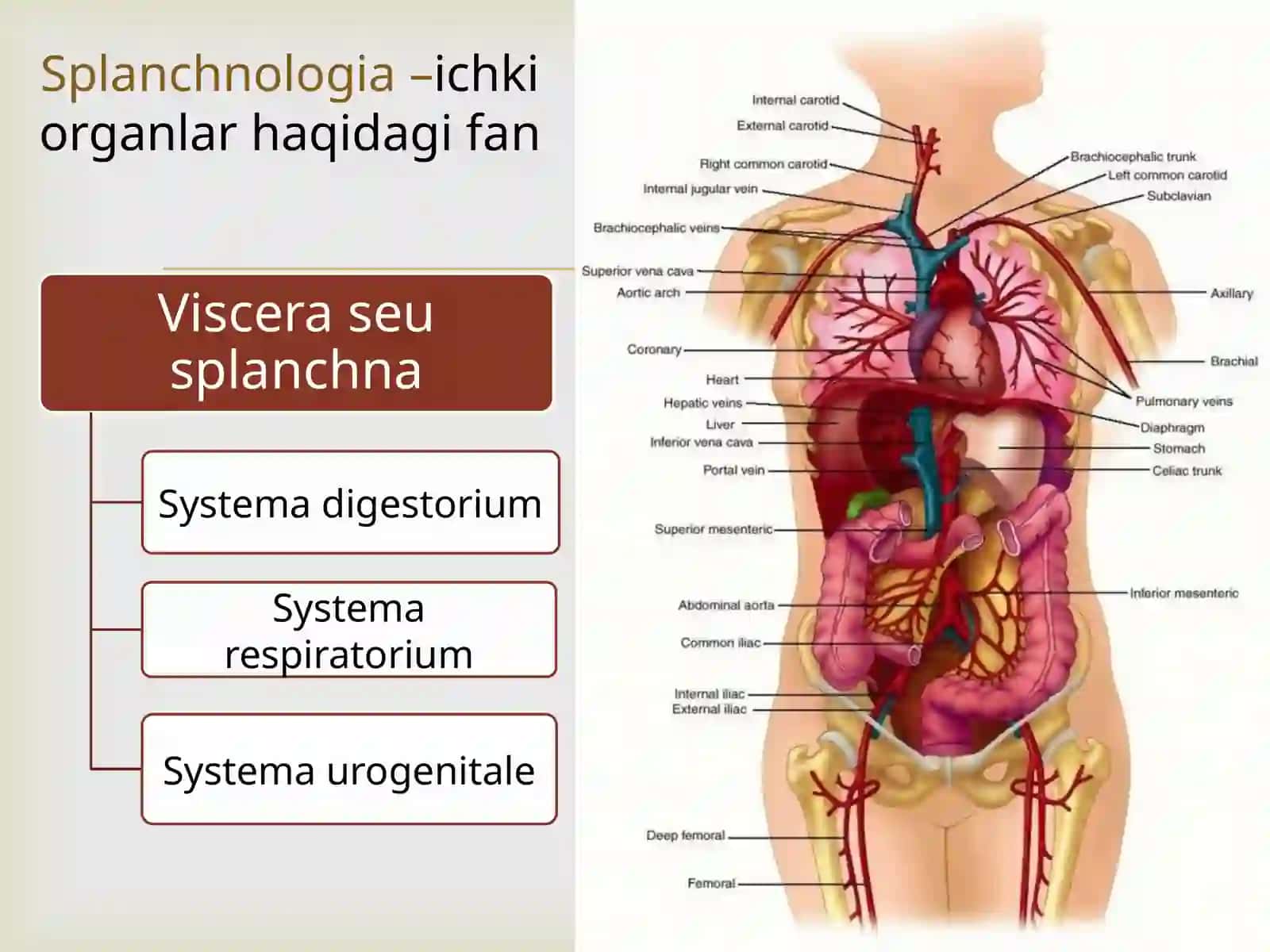 Hazm  sistemasi: og`iz bo`shlig`i a`zolari, so`lak bezlari, halqum 2
