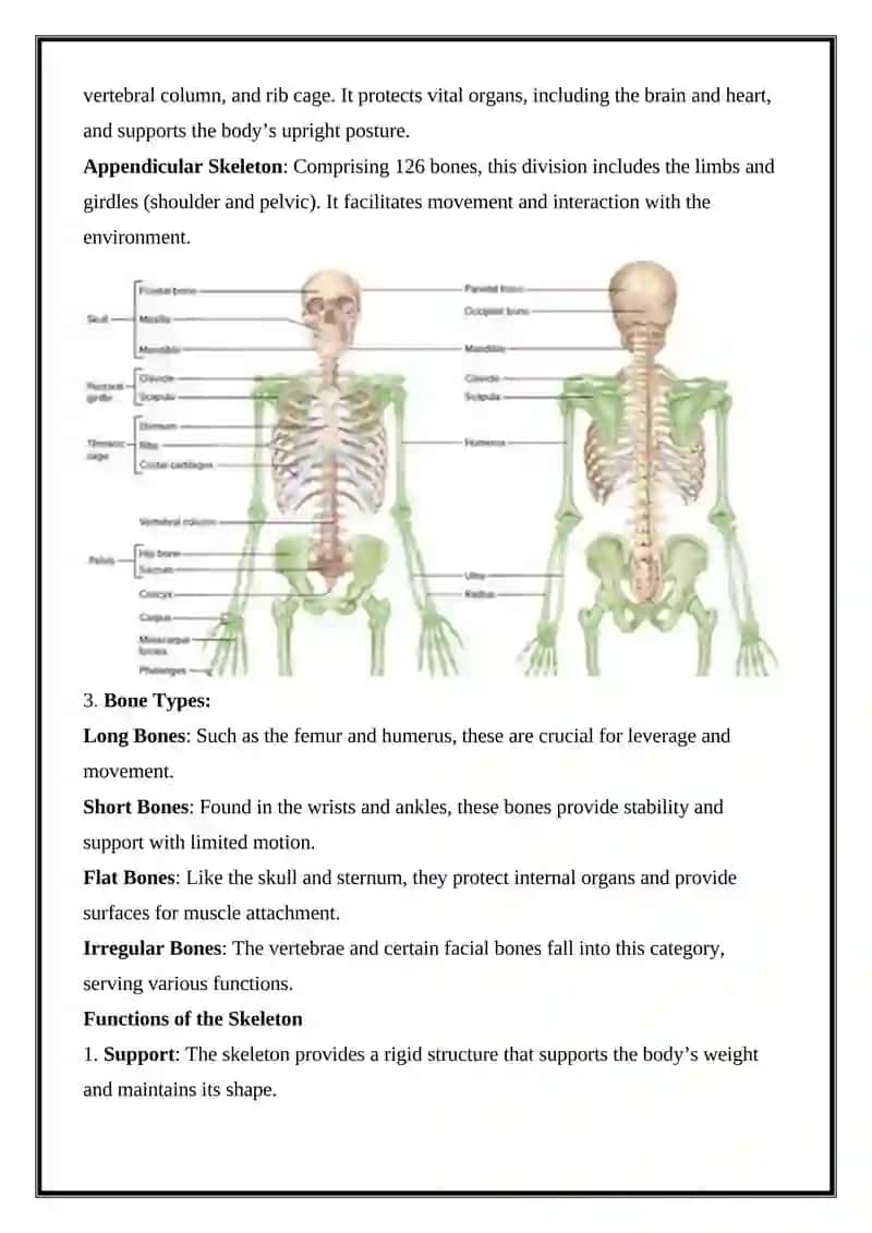 Human Skeleton 2