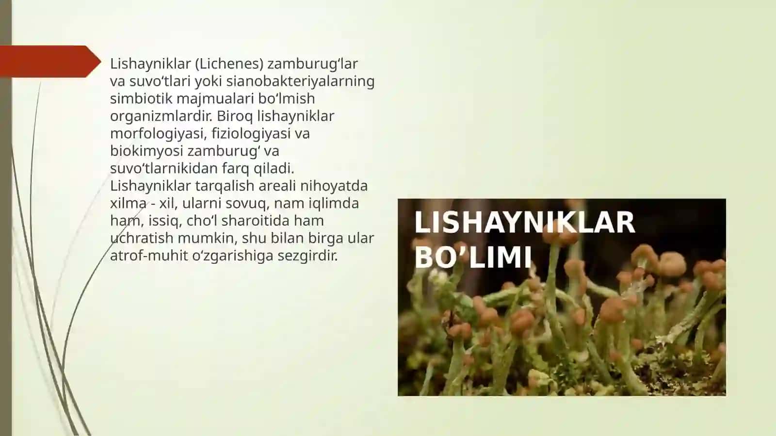 LISHAYNIKLAR BO’LIMI SISTEMATIKASI, TARQALISHI VA AHAMIYATI 2