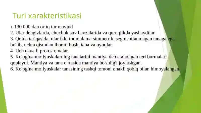 Mollyuskalar turlari 2