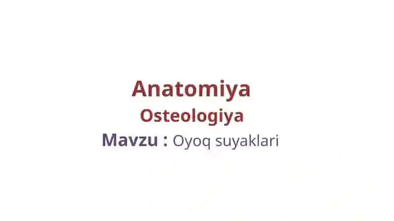 Oyoqsuyaklari 2