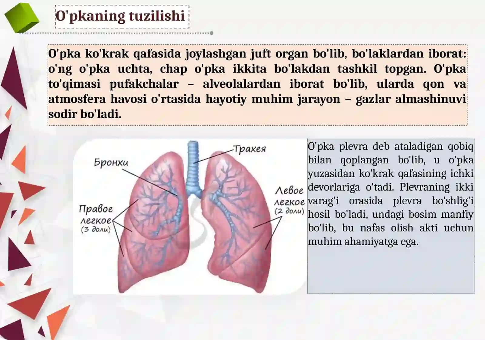 Biologiya - O'pka hayotiy sig'imi 2