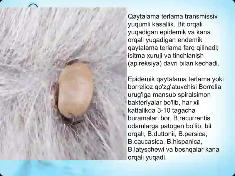 Borreliozlar 2