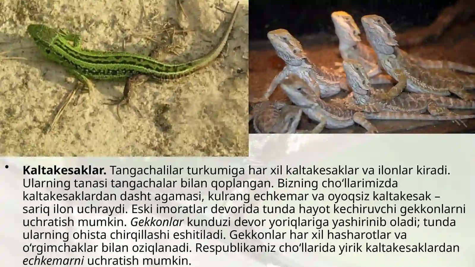 7-sinf Zoologiya 'Sudralib yuruvchilarning xilma-xilligi tangachalilar turkumi' ko'rgazma 2