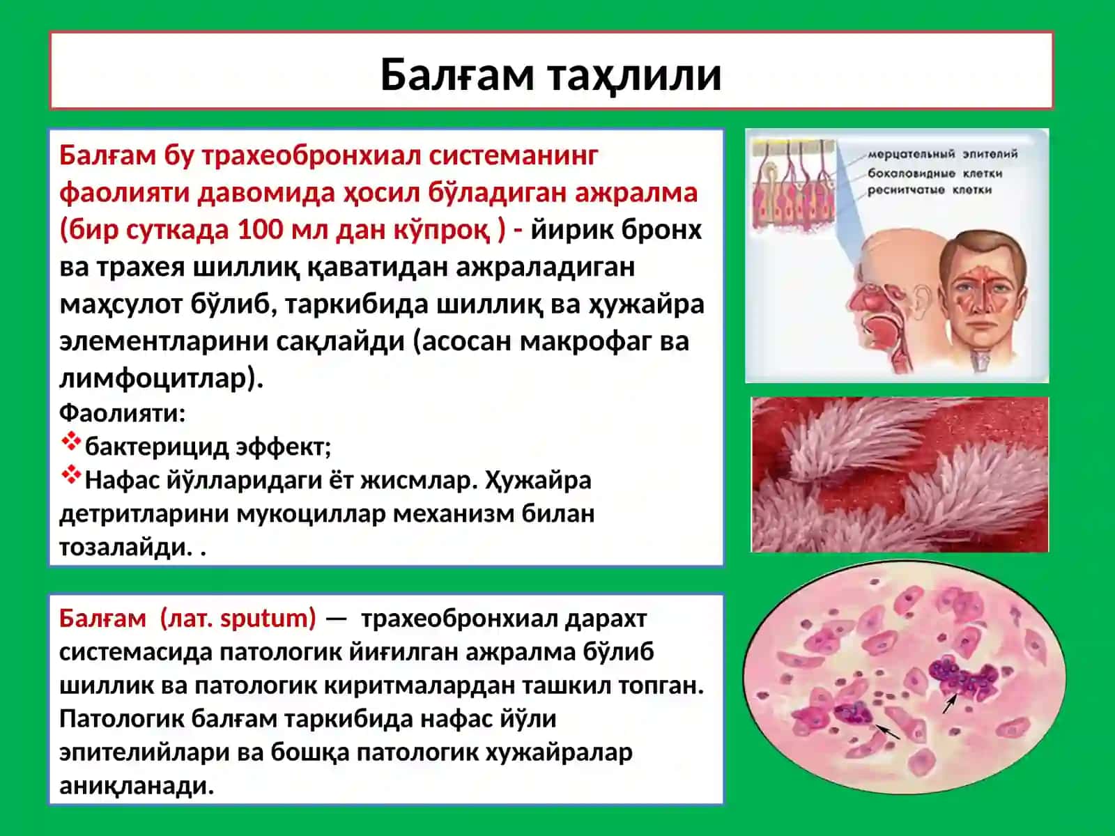 Балғам Таҳлили 2