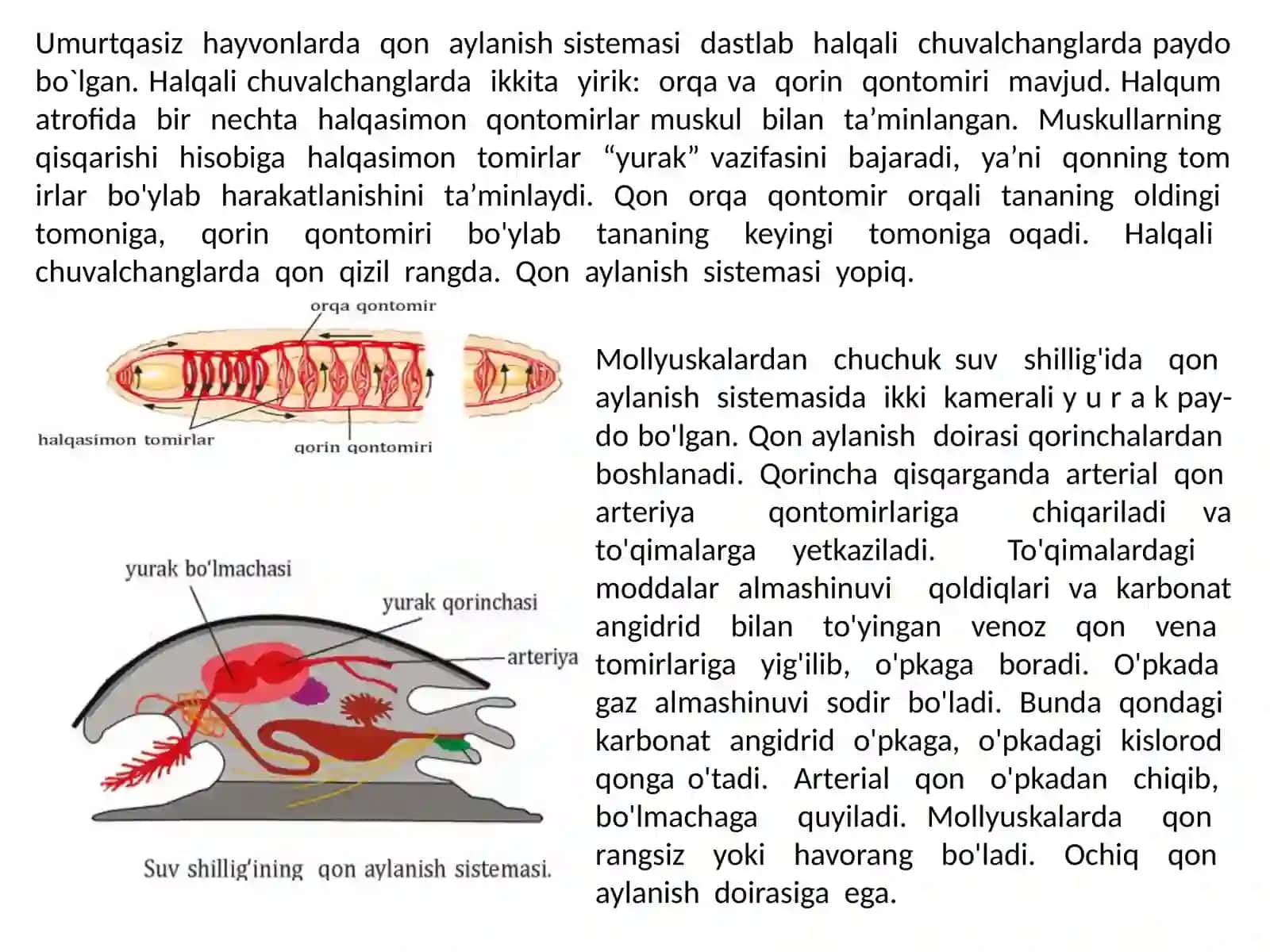 Umurtqasizlarning qon aylanish sistemasi 2