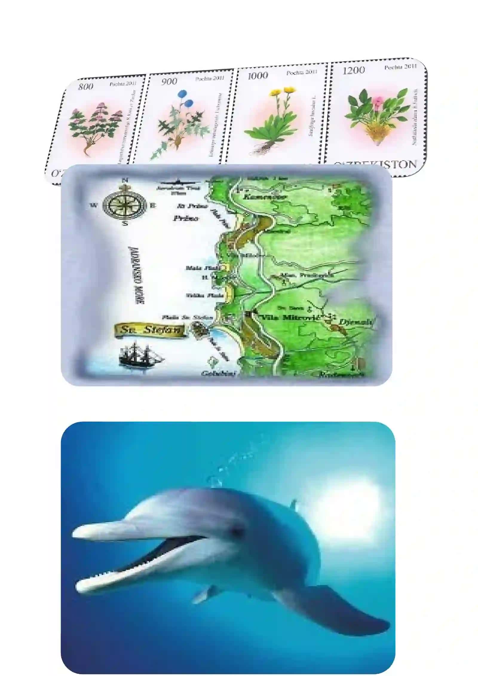 Atlantika okeanidagi lamantinalar 2