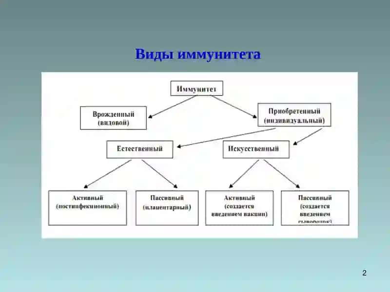Иммунитет 2