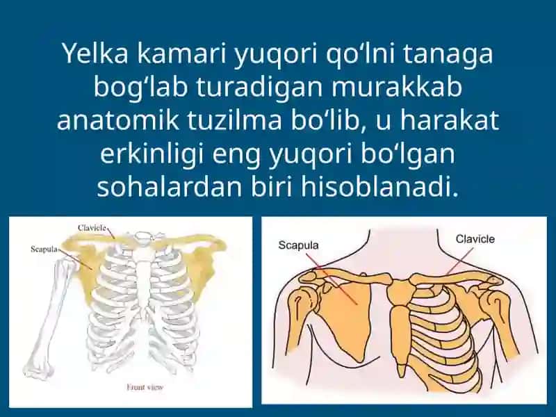 Yelka kamari shikastlari 2