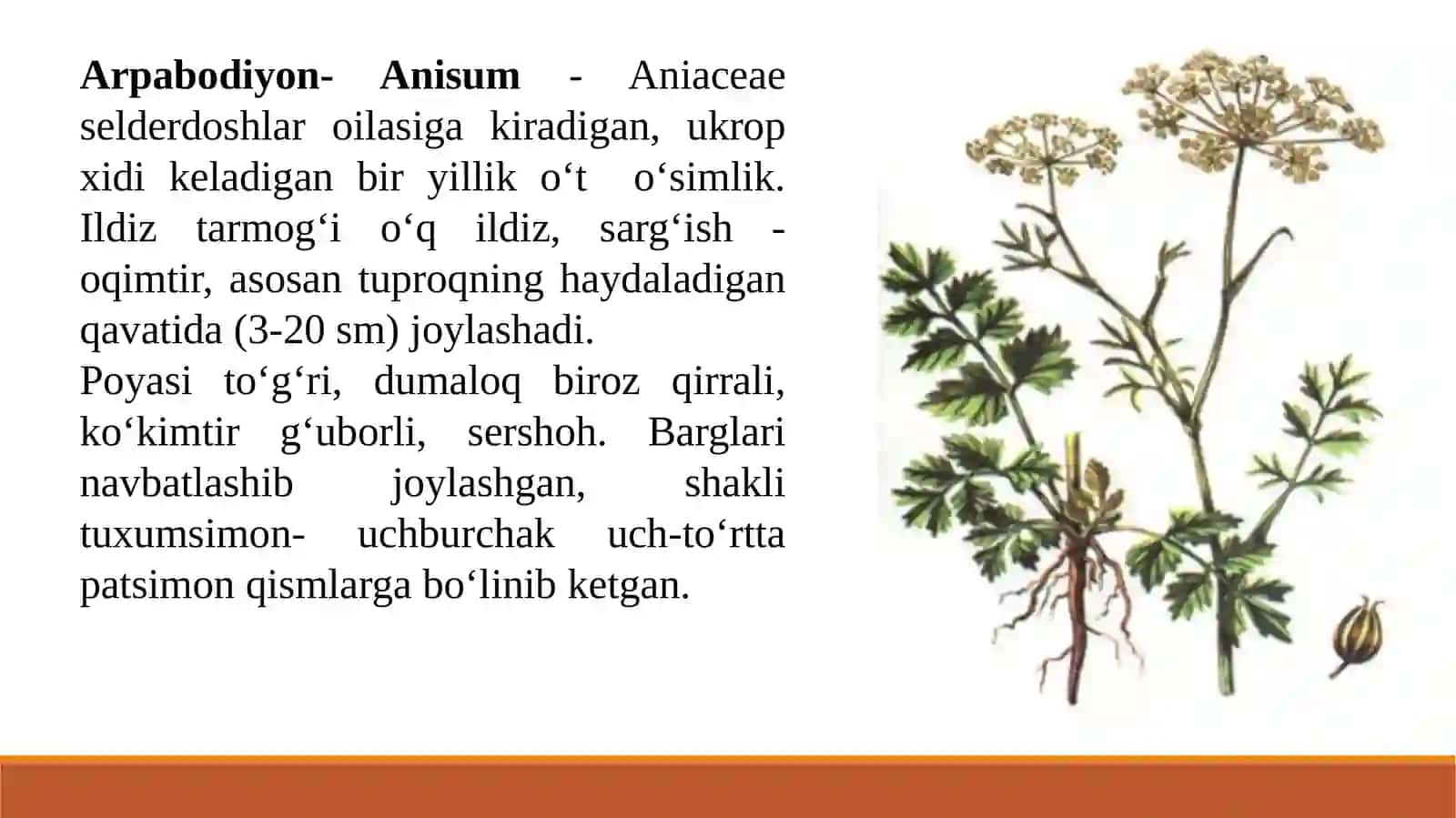 BIR YILLIK DORIVOR O‘SIMLIKLARNI YETISHTIRISH TEXNOLOGIYASI 2
