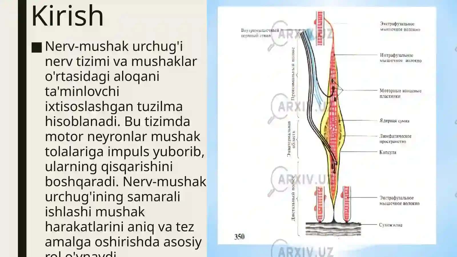 Nerv-mushakurchuqlarining tuzilishi va ishlash prinsipi 2