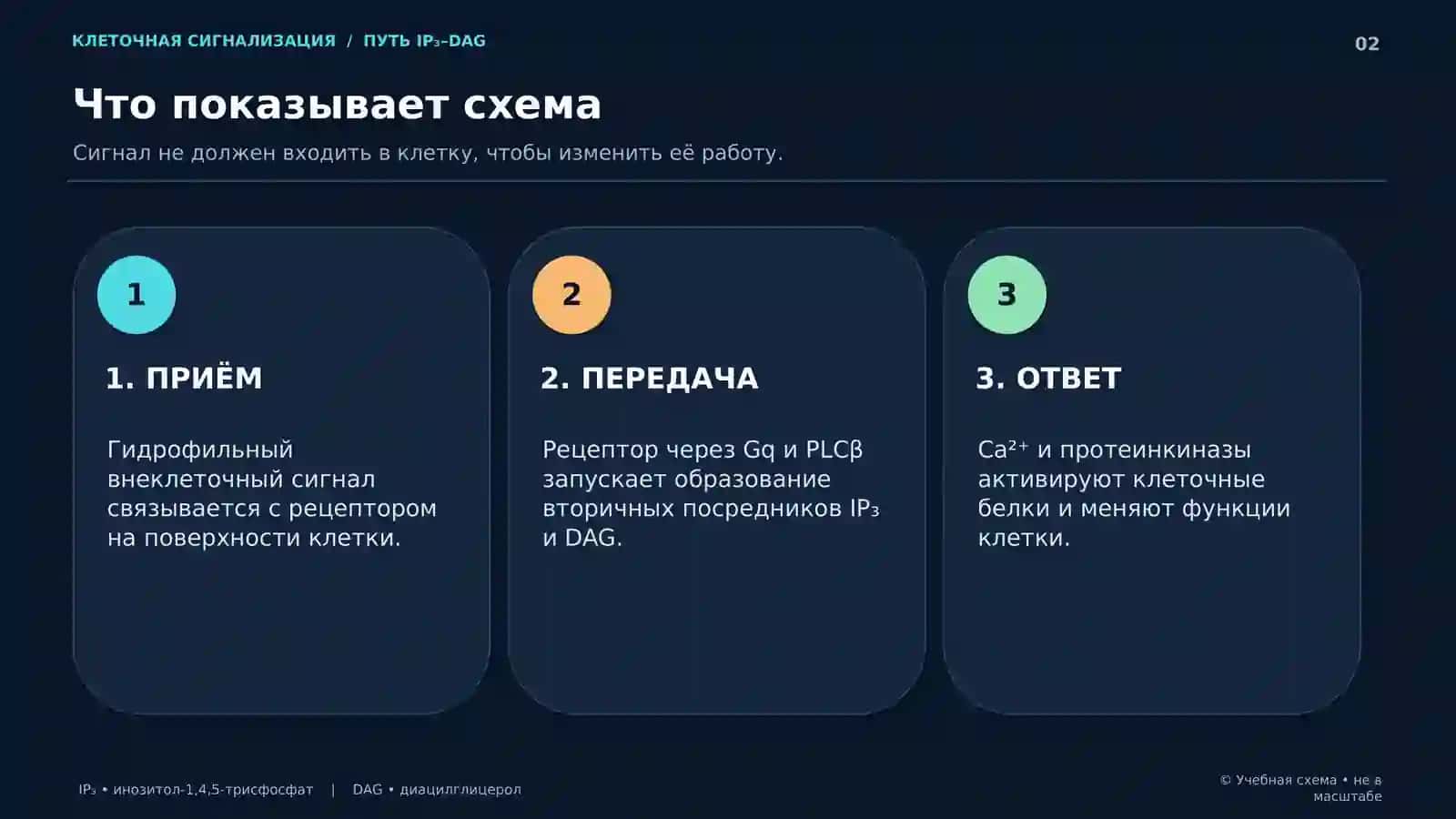 МЕДИЦИНСКАЯ БИОЛОГИЯ • КЛЕТОЧНАЯ СИГНАЛИЗАЦИЯ 2