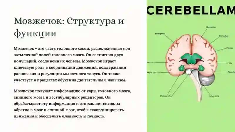 Анатомия мозжечка: Ядра, IV желудочек и ромбовидная ямка 2