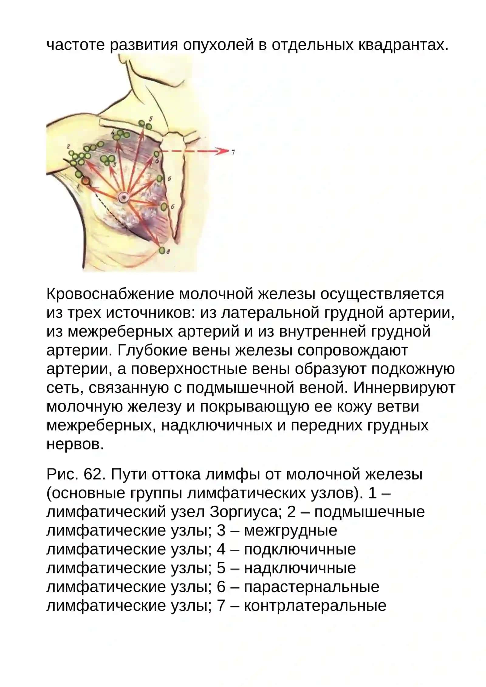 Женская грудь: анатомия и операции 2