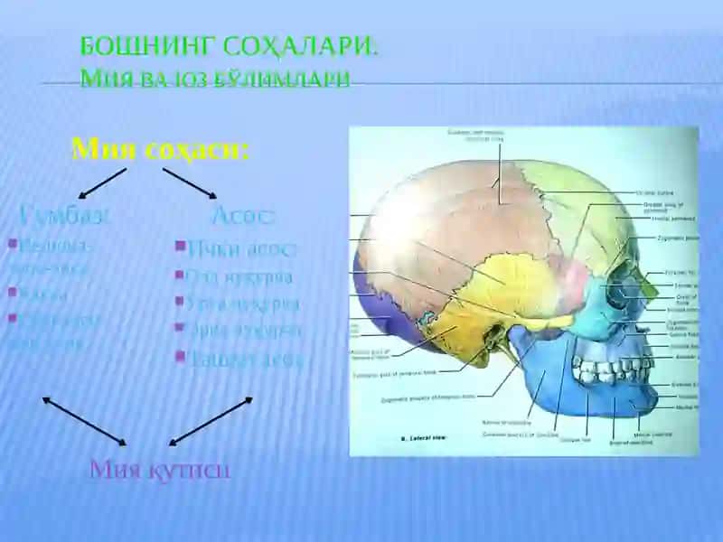 БОШ СОХАСИ БОШНИНГ МИЯ СОХАСИ КЛИНИК  АНАТОМИЯСИ ВА ОПЕРАТИВ ЖАРРОХЛИГИ 2