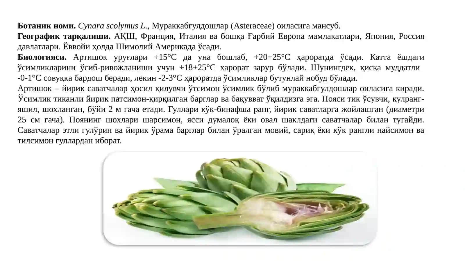 ARTISHOK, BAMIYA, BATAT o’simliklarini yetishtirish tartibi va dorivor xususiyatlari 2