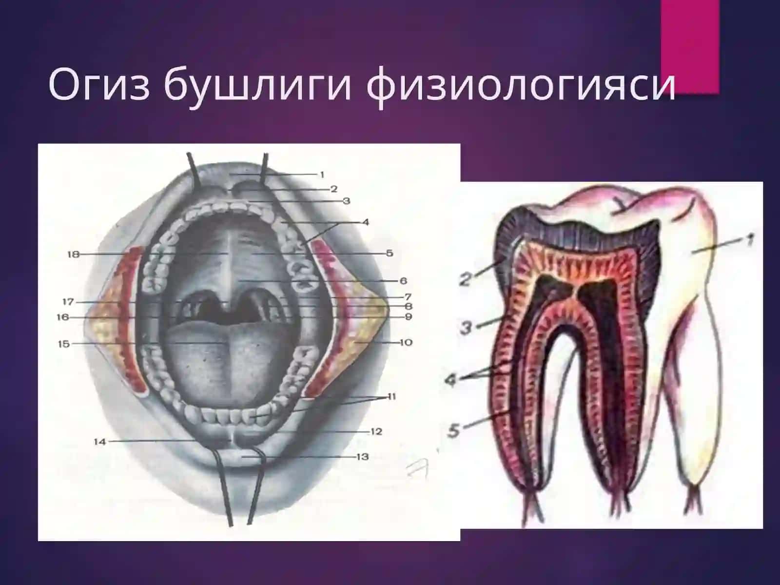 Оғиз бўшлиғи 2