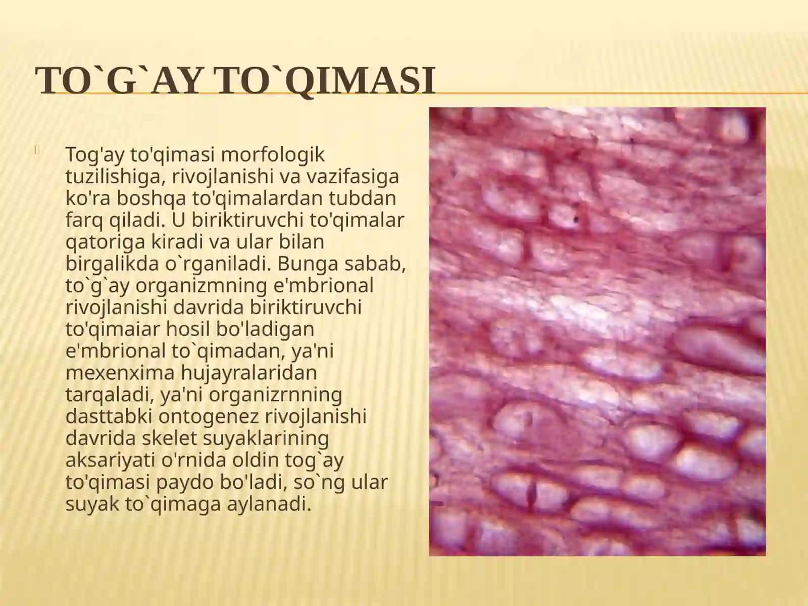 Tog`ay to`qimasi,uning gistologik tuzilishi va tiplari 2
