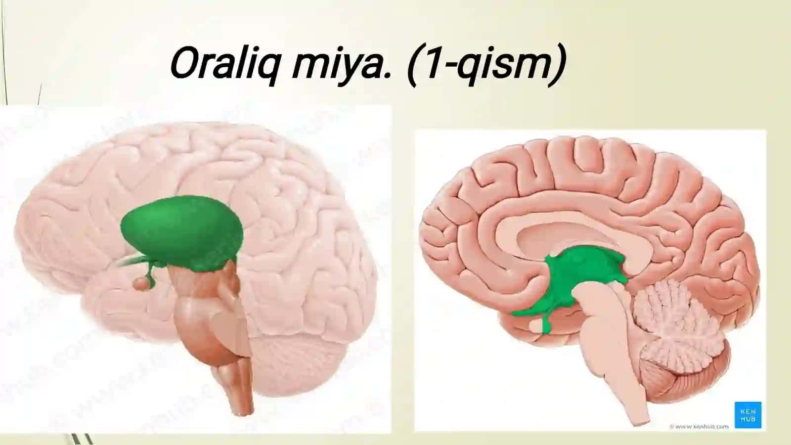Thalamus 2