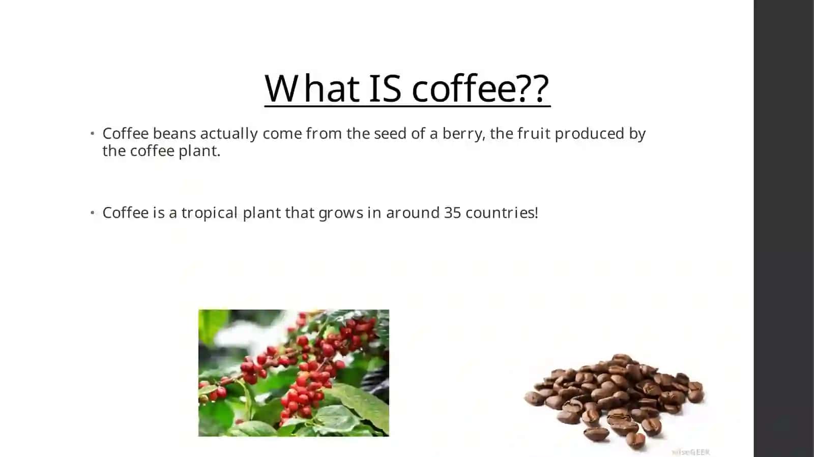 Coffee Culture 2