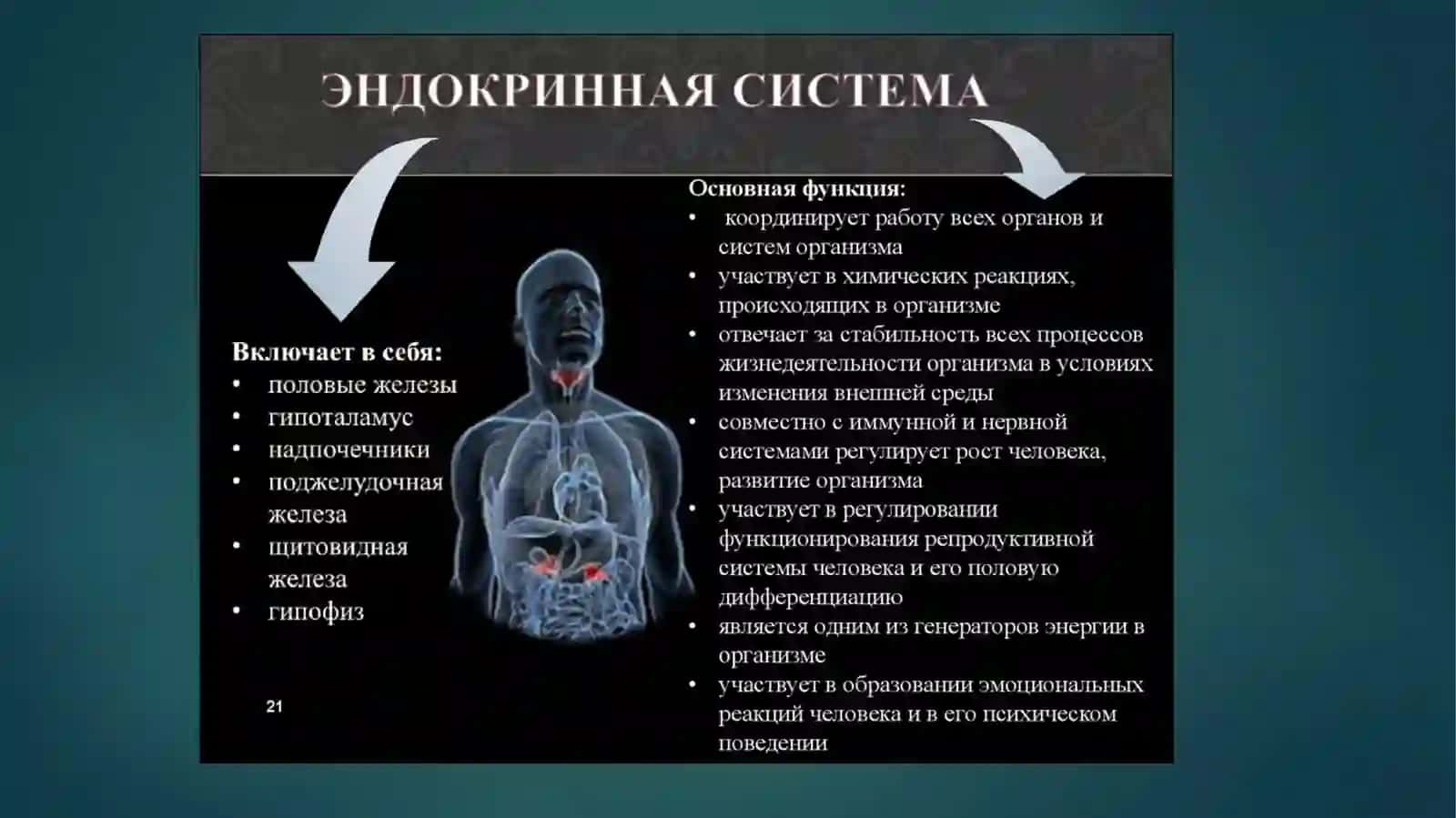 Inson endokrin tizimi 2