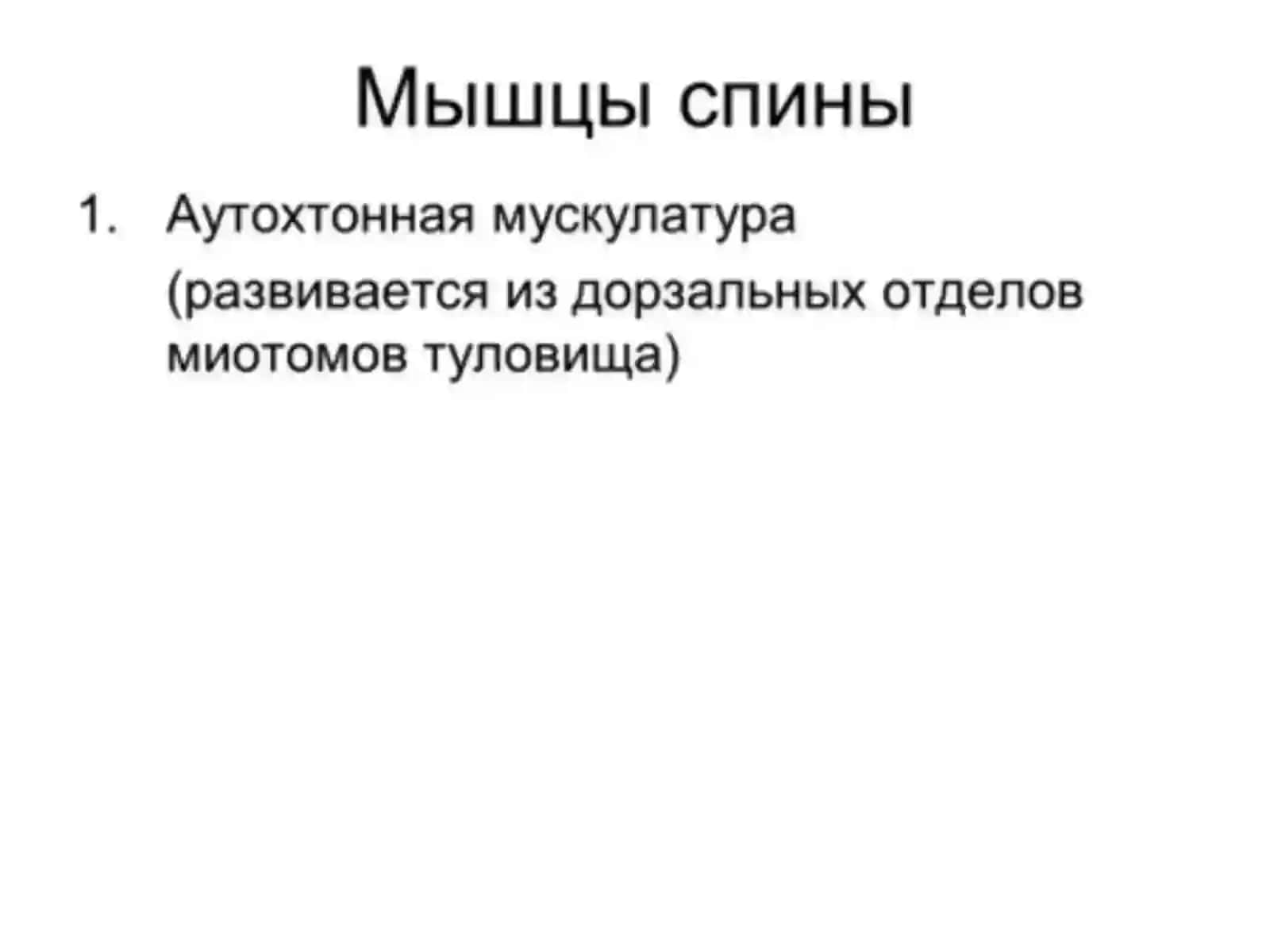 Мышцы спины 2