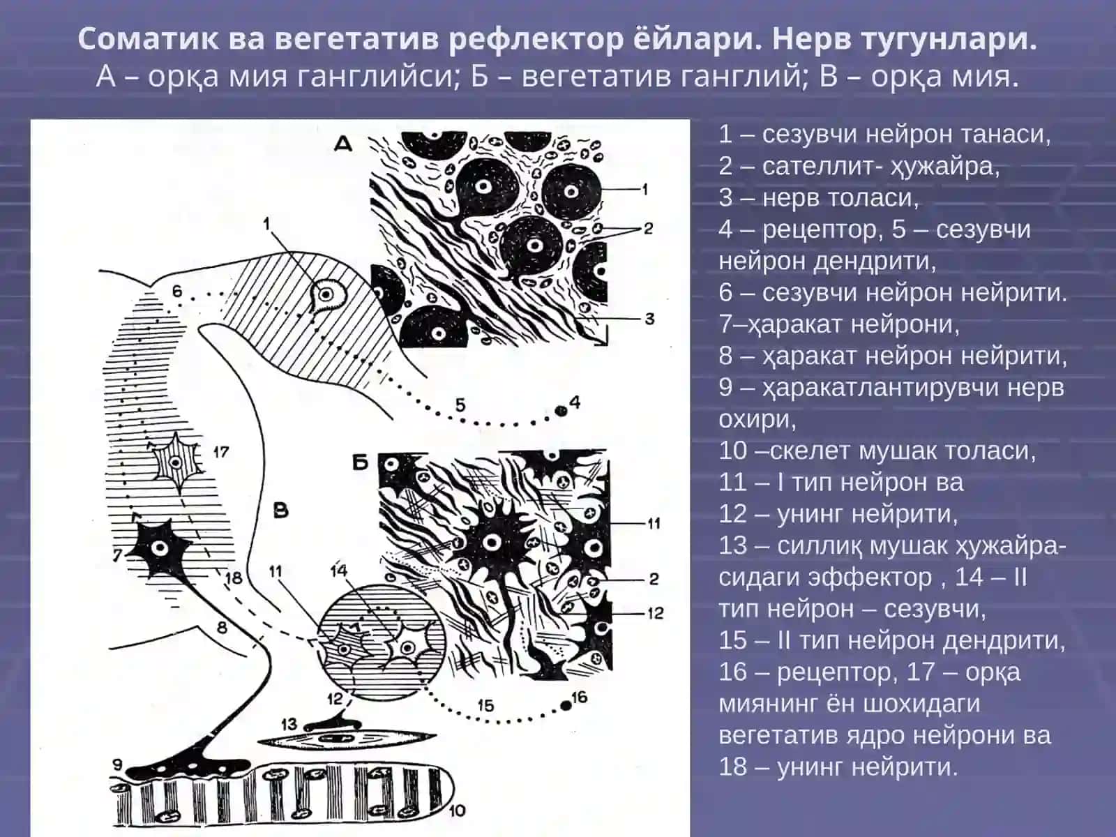 НЕРВ ТИЗИМИ,СЕЗУВ АЪЗОЛАРИ 2