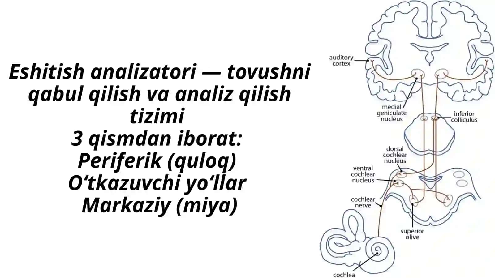 Eshitish analizatorlari fiziologiyasi 2