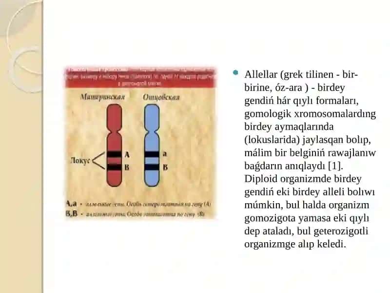Allellar(Grektilinen-bir-birine,óz-ara) 2