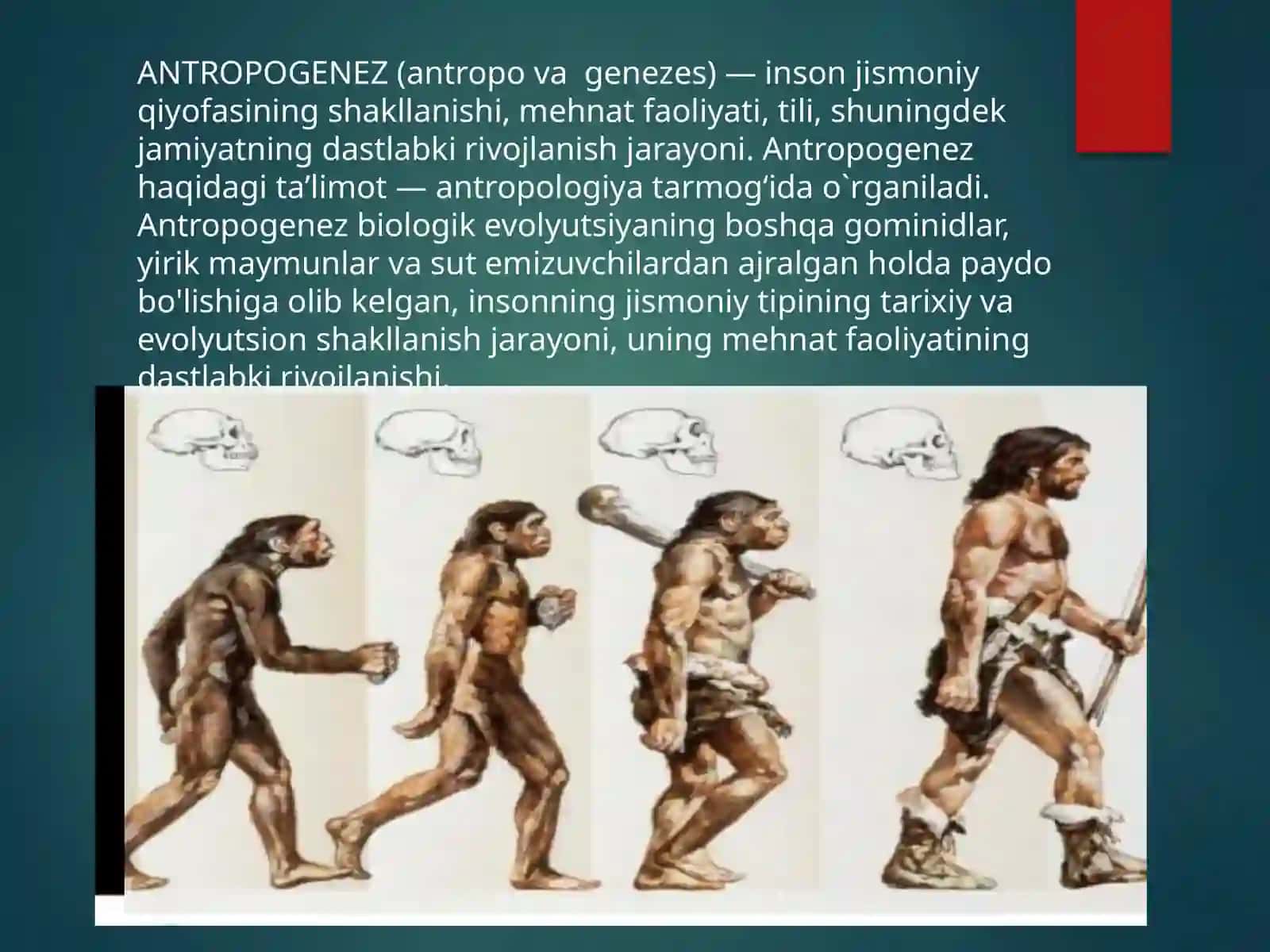 Antropogenez jarayoni 2