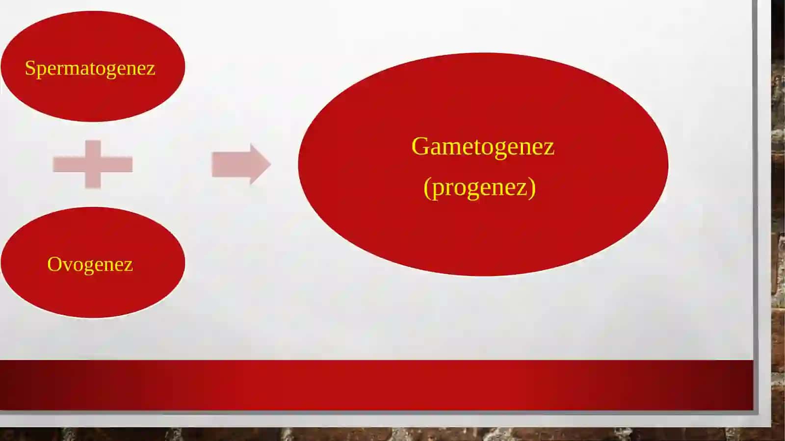 Proemrionalrivojlanish 2