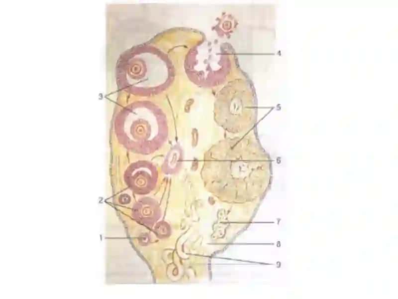 CLASSIFICATION OF FEMALE GENITALS: 2