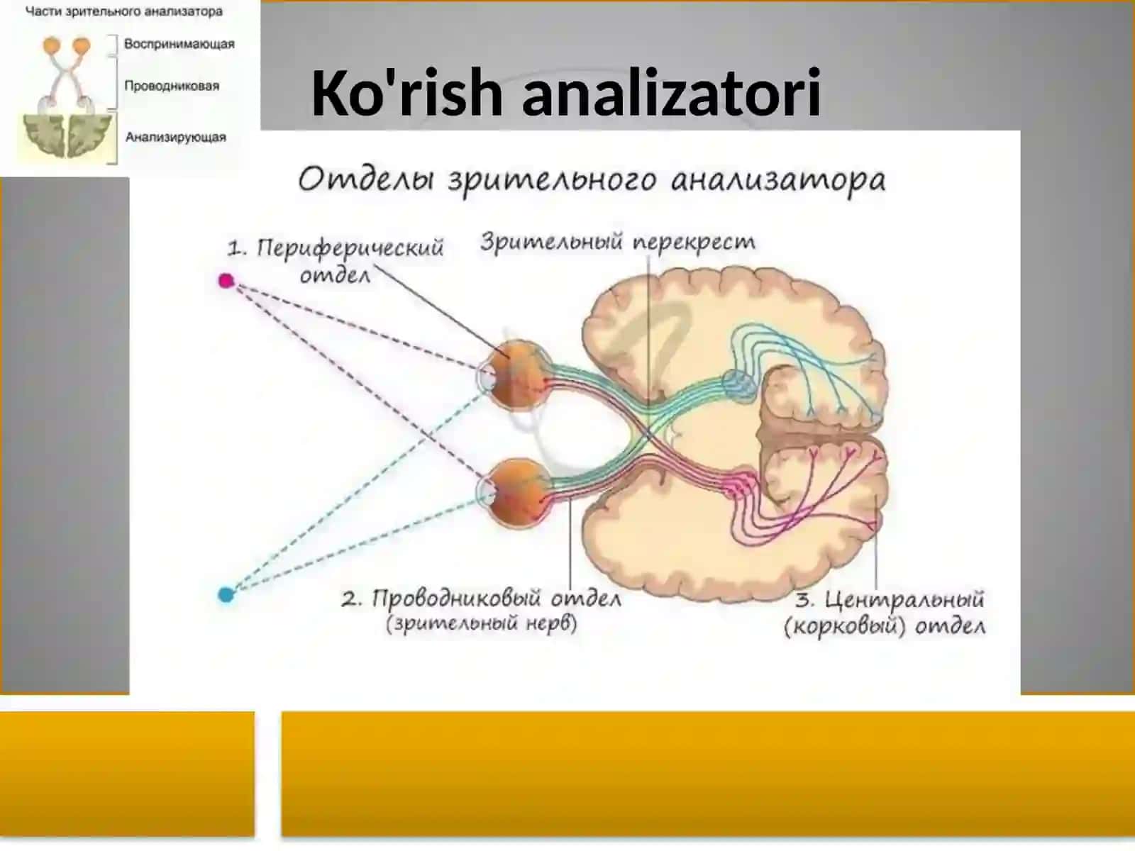 Ko'rish analizatori tuzilishi 2