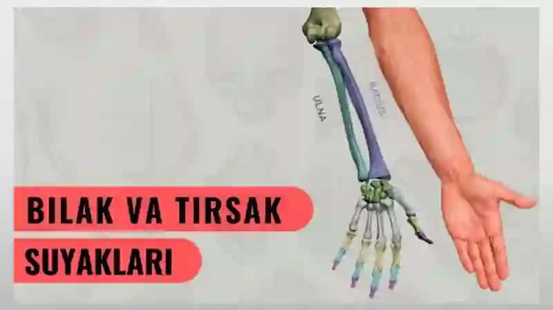 Kattalar va bolalarda bilak tirsak suyagini shikastlanishi Bilak suyagini chiqishlari Kaft barmoqlarini shikastlanishlari Periulnar chiqishlar 2