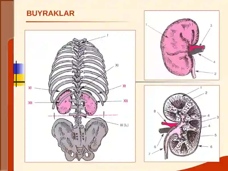 BUYRAK KASALLIGI BILAN OG‘RIGAN BEMORLARNI TEKSHIRISH USULLARI 2