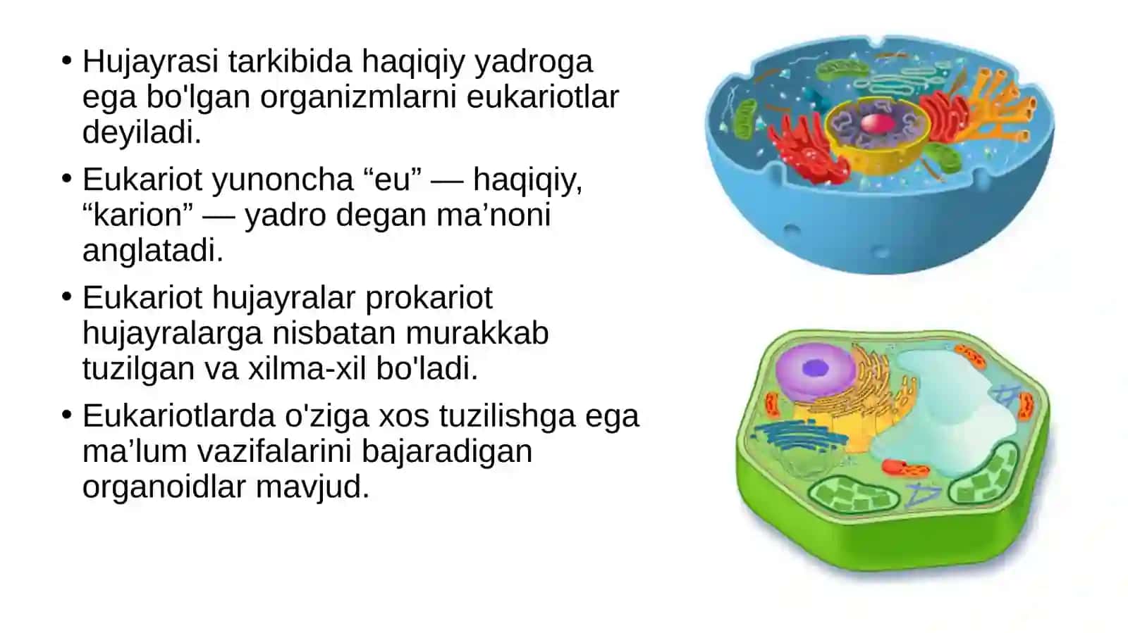 Eukariothujayra 2