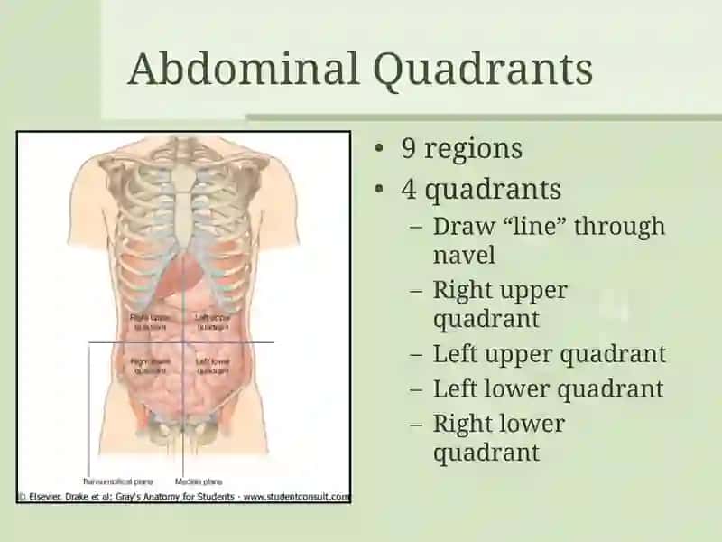 Surface Anatomy 2