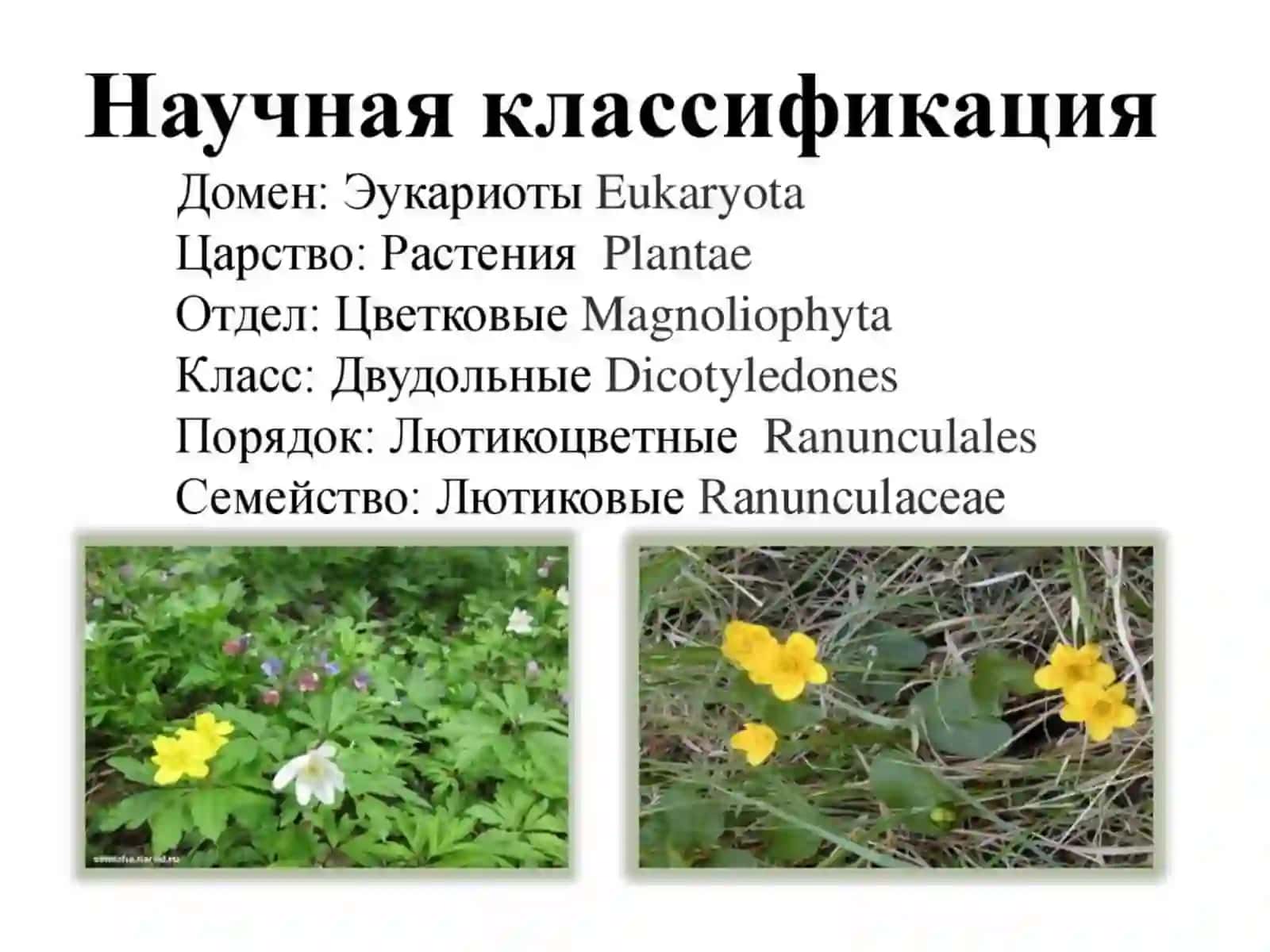 Ayiqtovonkabilar ajdodchasi 2