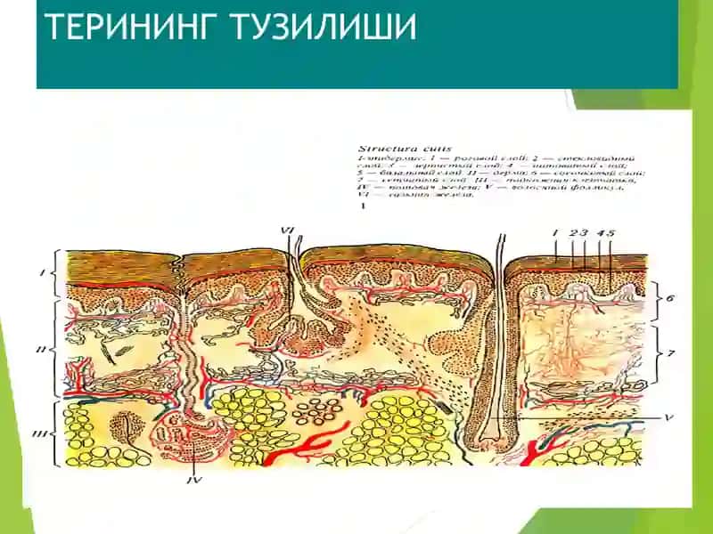 ДЕРМАТОЛОГИЯ Терининг тузилиши тери тузилиши 2