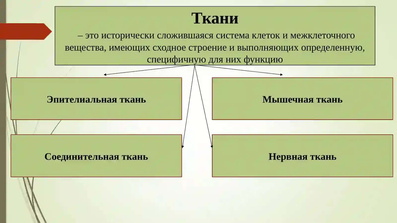 Основы гистологии.Виды тканей 2