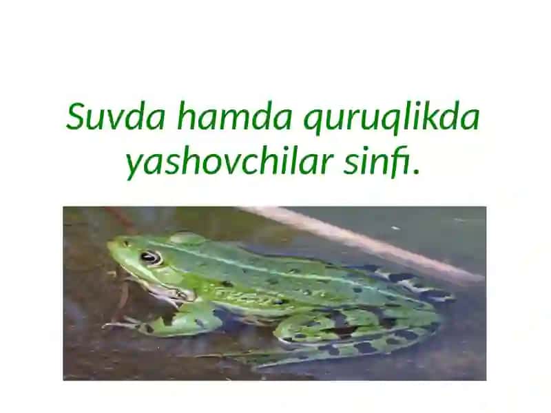 Zoologiya fanidan kurs ishi 2