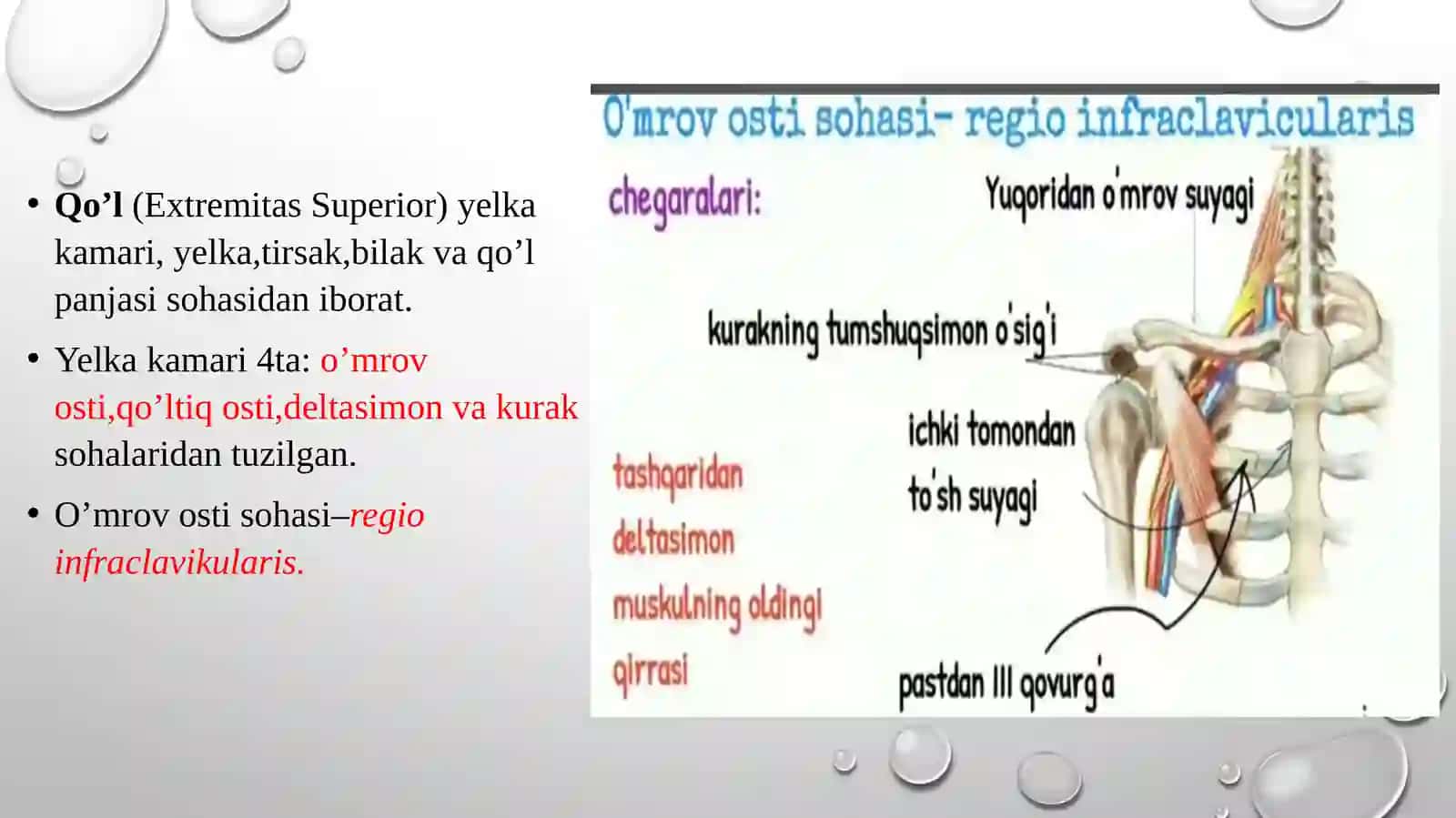 Qoʻlning klinik anatomiyasi 2