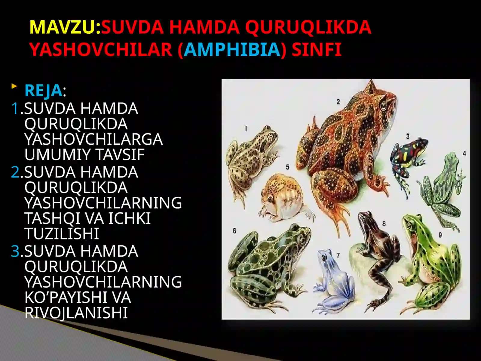 UMURTQALI HAYVONLAR ZOOLOGIYASI 2